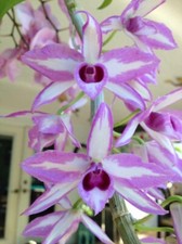 Dendrobium anosmum anosmum for sale  Levittown