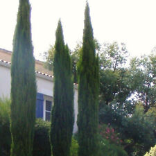 Cupressus sempervirens stricta d'occasion  Pouzauges