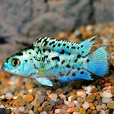 Pack electric blue for sale  Haslet