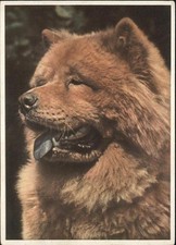 Usado, Hunde Chow-Chow comprar usado  Enviando para Brazil