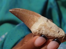 Large mosasaur fossil for sale  Tucson
