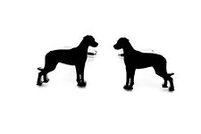 Rhodesian ridgebacck dog for sale  ANNAN