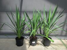 Yucca gloriosa kerzen gebraucht kaufen  Wuppertal