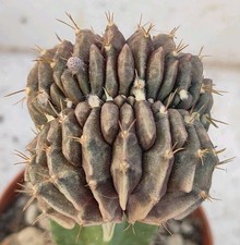 Gymnocalycium mihanovichii fri usato  Lecce