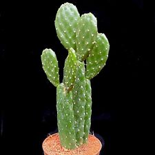Opuntia rubescens roadkill for sale  LEIGH