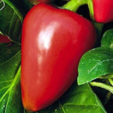 Pimento sweet pepper for sale  Deltona