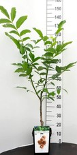 Mini walnußbaum der gebraucht kaufen  Mönchengladbach