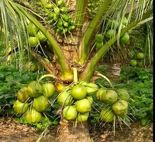 Organic king coconut for sale  USA