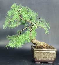 Bonsai larice dorato usato  Cison di Valmarino