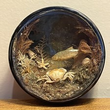 Victorian marine diorama for sale  LONDON