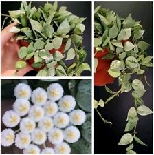 Hoya eskimo. silvery for sale  NOTTINGHAM