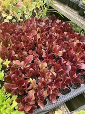 Lettuce red romaine for sale  VENTNOR