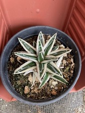 agave cacti for sale  Gilroy