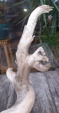 Treibholz schwemmholz cm gebraucht kaufen Treibholz schwemmholz cm gebraucht kaufen  Hilden