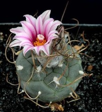 Turbinicarpus schwarzii seeds usato  Italia