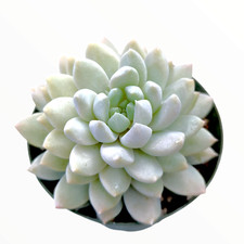 Echeveria lilac mist for sale  Morgan Hill
