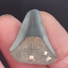 Dent requin fossile d'occasion  Senlis