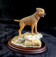 Best breed border for sale  GATESHEAD