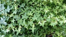 English ivy live for sale  Harrison