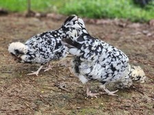 egg candler magicfly for sale egg candler magicfly for sale Parrish