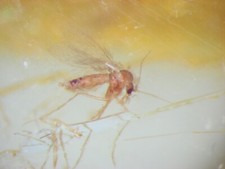 Pliocene amber africa for sale  WAKEFIELD