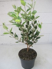 Guava ananas acca usato  Spedire a Italy