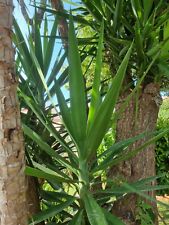 Bouture yucca minimum d'occasion  Frejus