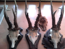 Starke böcke stange gebraucht kaufen  Eurasburg