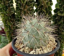 Tephrocactus alexanderi bruchi d'occasion Tephrocactus alexanderi bruchi d'occasion  Servian