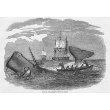 Pesca de baleias do mar do sul - Estampa antiga 1847 comprar usado  Enviando para Brazil