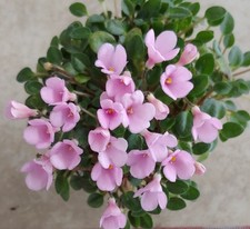 African violet plant for sale  Lexington