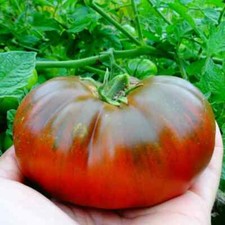 Graines tomates arbuzny d'occasion Graines tomates arbuzny d'occasion  Revigny-sur-Ornain