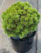 Pinus mugo piggelmee for sale  Mount Pleasant