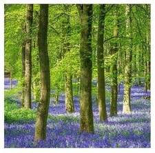 100 english bluebell for sale  Somerset