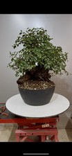 Pre bonsai olmo usato  Reggello