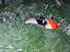 Showa japanese koi for sale  New Port Richey