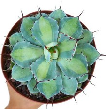 Agave potatorum blue usato  Italia