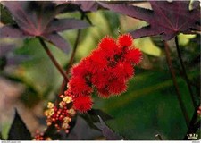 Antilles fleurs antilles d'occasion  Fruges