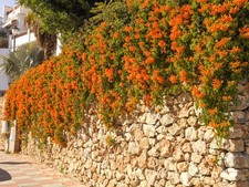 Live tangerine beauty for sale  USA
