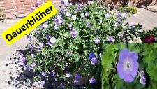 Geranium rozanne liter gebraucht kaufen  Saterland