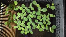 Water lettuce dwarf for sale  STOKE-ON-TRENT