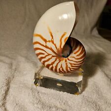 Nautilus shell natural for sale  Sheridan