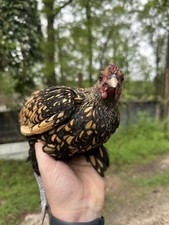 Dozen golden sebright for sale  Fulton