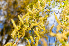 White willow salix for sale  PENTRAETH