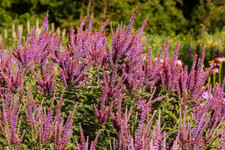 False indigo seedlings for sale  Denver