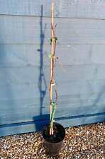 Grape vine strawberry for sale  SOUTHAMPTON