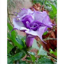 Double purple datura usato  Monreale