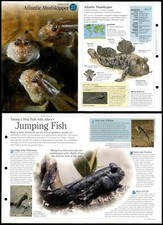 Atlantic mudskipper fish for sale  SLEAFORD