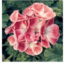 Geranium live plant for sale  Danielson