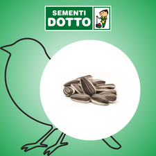 Bonus semi girasole usato  Altamura